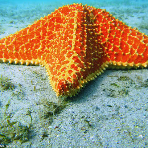 Star of the reef Inso